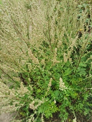 Artemisia vulgaris