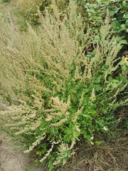Artemisia vulgaris