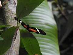 Heliconius clysonymus montanus