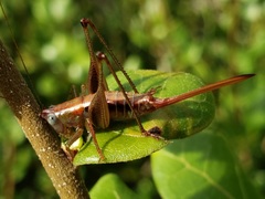 Odontoxiphidium apterum