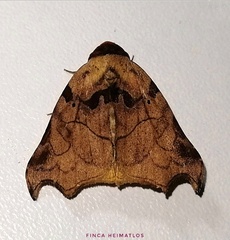 Lephana metacrocea