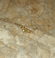 Heliastus sumichrasti