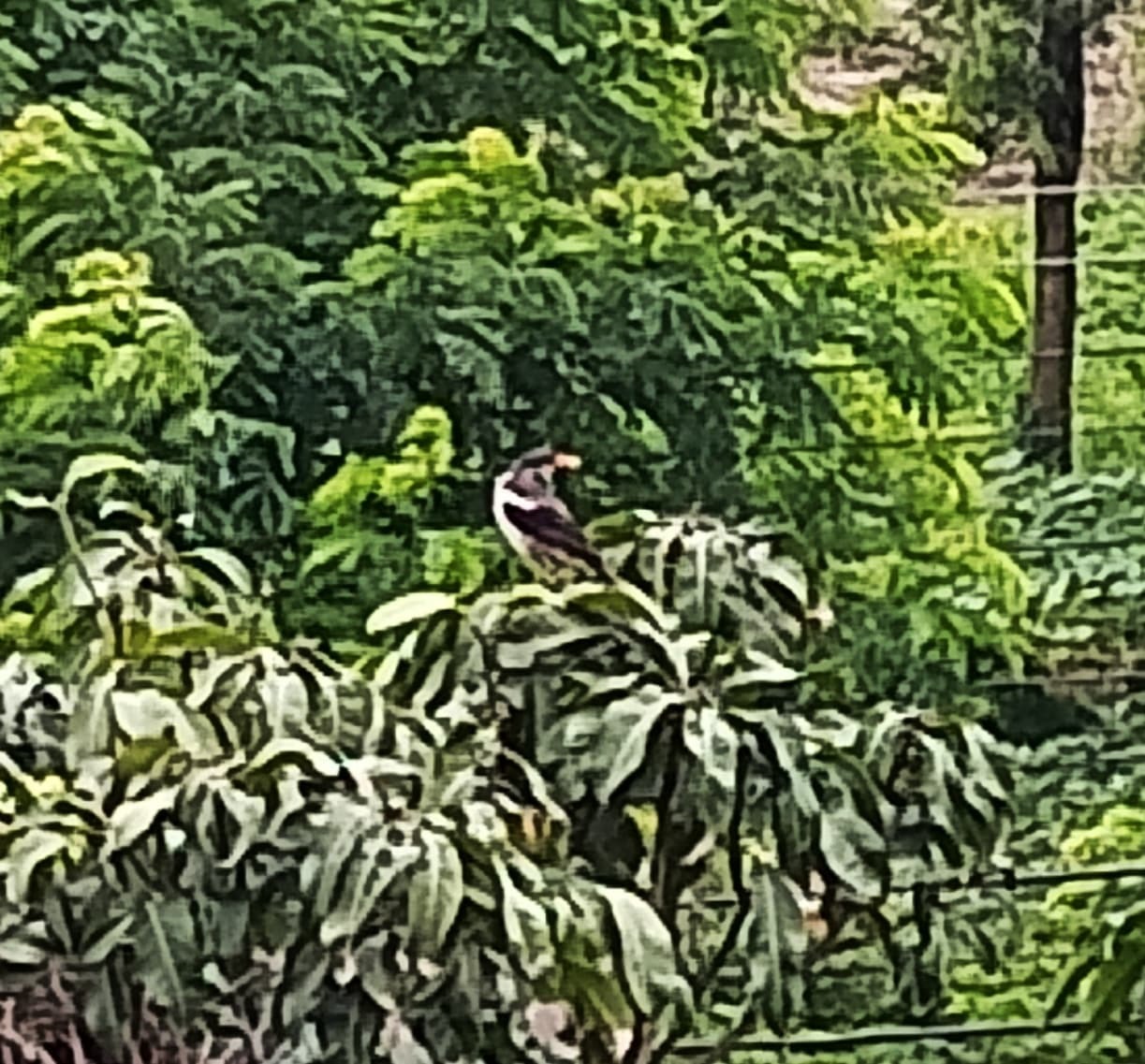 Indian Pied Myna