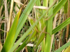 Aptenopedes sphenarioides