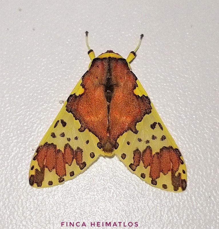 Amaxia beata