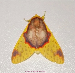Amaxia flavicollis