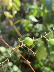 Asparagus buchananii