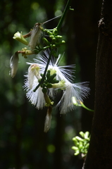 Archidendron vaillantii