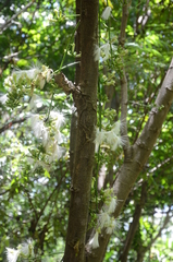 Archidendron vaillantii