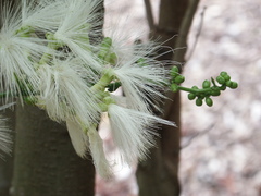 Archidendron vaillantii
