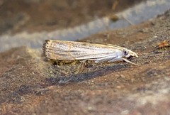 Parapediasia decorellus