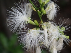 Archidendron vaillantii