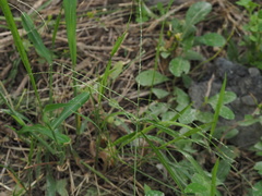 Digitaria sanguinalis