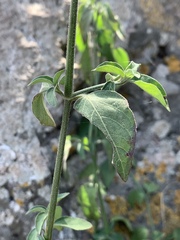 Isoglossa glandulosissima