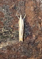 Parapediasia decorellus