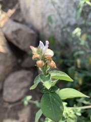 Isoglossa glandulosissima