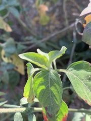 Isoglossa glandulosissima