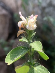 Isoglossa glandulosissima