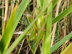 Aptenopedes sphenarioides