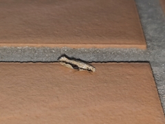 Erechthias atririvis