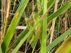 Aptenopedes sphenarioides