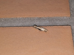 Erechthias atririvis