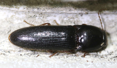 Melanotus ignobilis