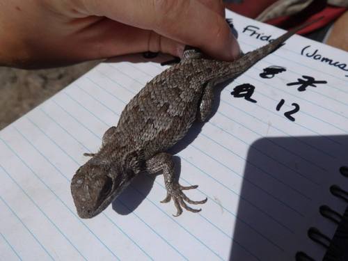 iNaturalist observation photo of Western Fence Lizard