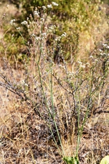 Eriogonum elatum