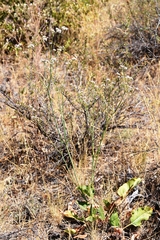 Eriogonum elatum