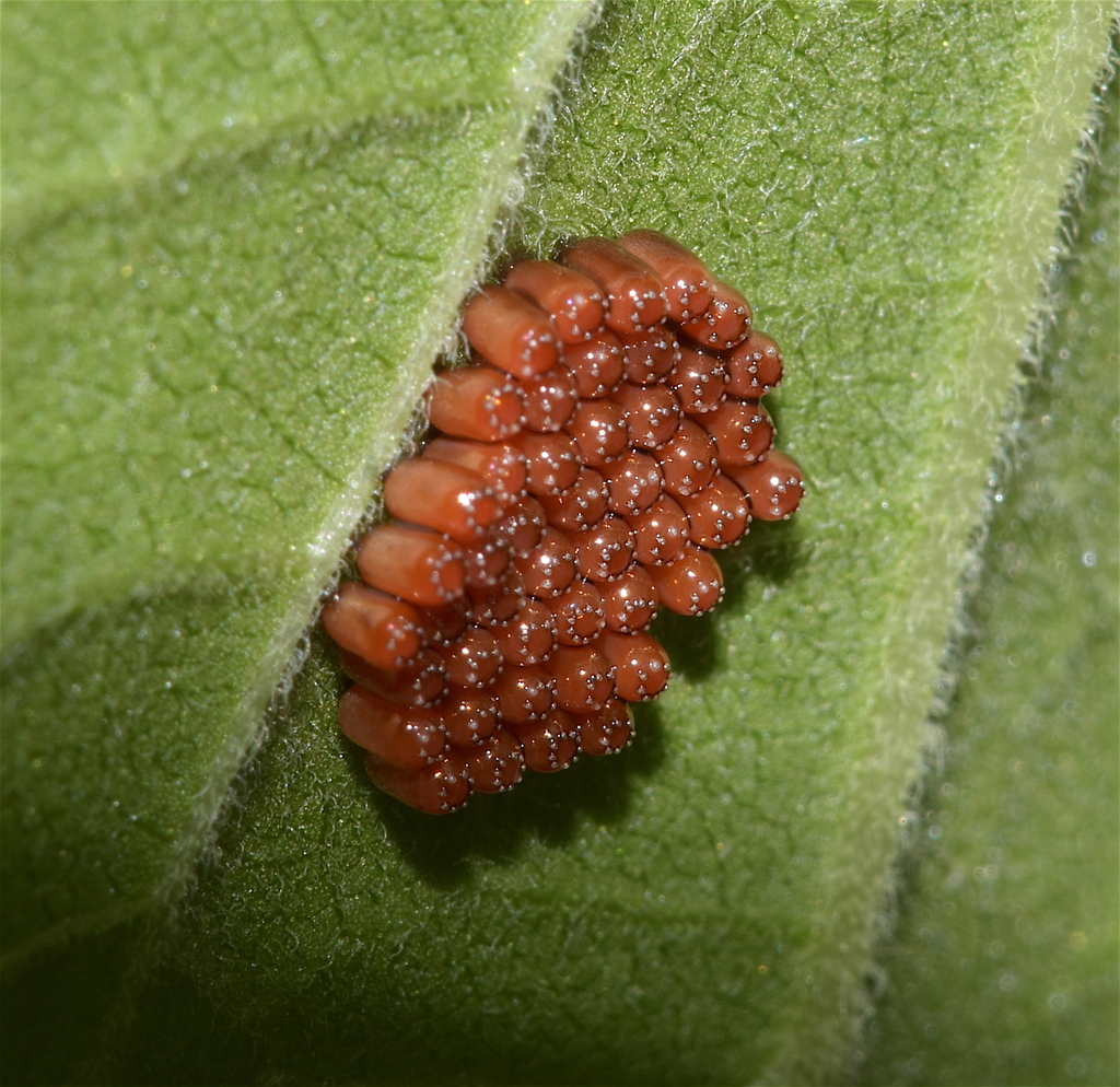 Stenomacra