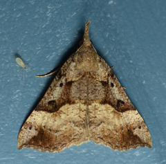 Hypena edictalis