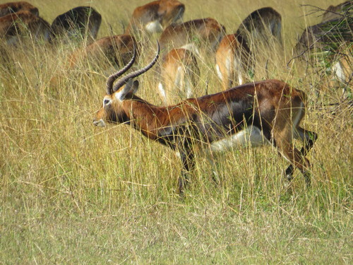 Black Lechwe