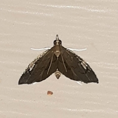 Perispasta caeculalis