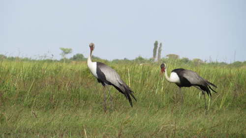 Wattled Crane