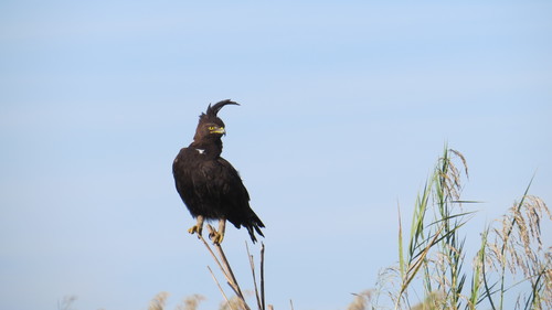 Long-crested Eagle