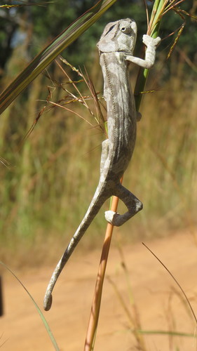 Flap-necked Chameleon