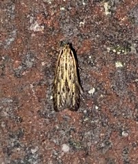 Spinitibia hodgesi