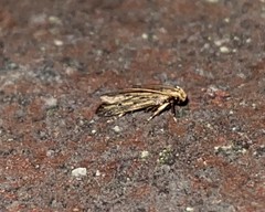 Spinitibia hodgesi