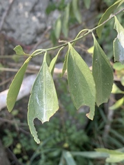 Pristimera longipetiolata