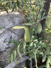 Pristimera longipetiolata