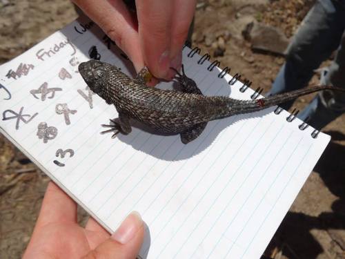 iNaturalist observation photo of Western Fence Lizard