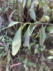 Pristimera longipetiolata