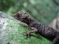 Ceratophora aspera