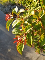 Hamelia patens