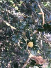 Trichilia triacantha