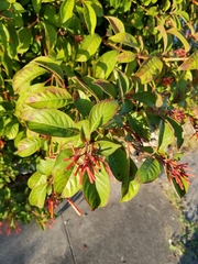 Hamelia patens