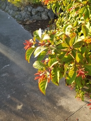 Hamelia patens