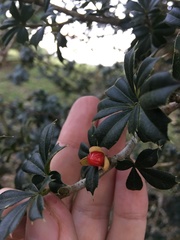 Trichilia triacantha