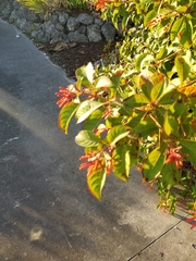 Hamelia patens